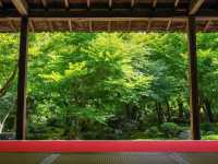 【京都市】青葉に映える緋毛氈🟥🌿