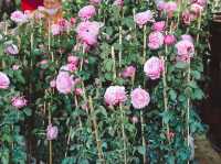 งานรักษ์เหลืองจันท์ ประจำปี 2566 