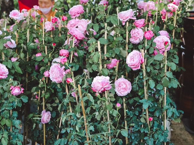 งานรักษ์เหลืองจันท์ ประจำปี 2566 