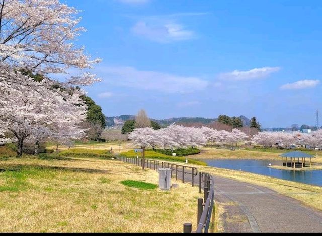 Pink Sakura in Koishikawa Korakuen Garden