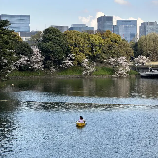 유채꽃과 벚꽃을 볼 수 있는 도쿄 치도리가후치 해자 
