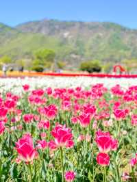 지금 당장 양산에 가야하는 EU 🌷🩷