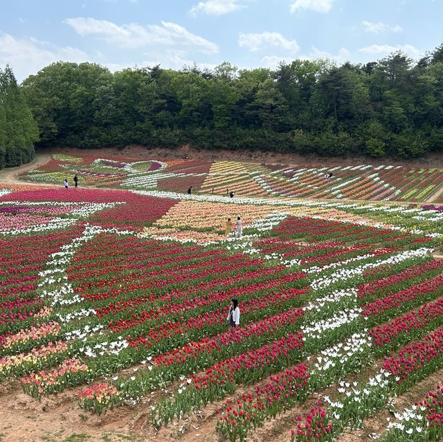 広島県　世羅高原農場　チューリップ