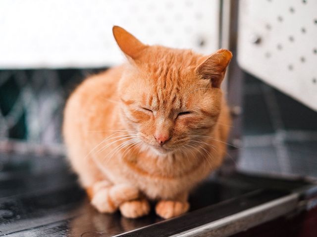 หมู่บ้านแมว 🐈🐈‍⬛ Houtong Village