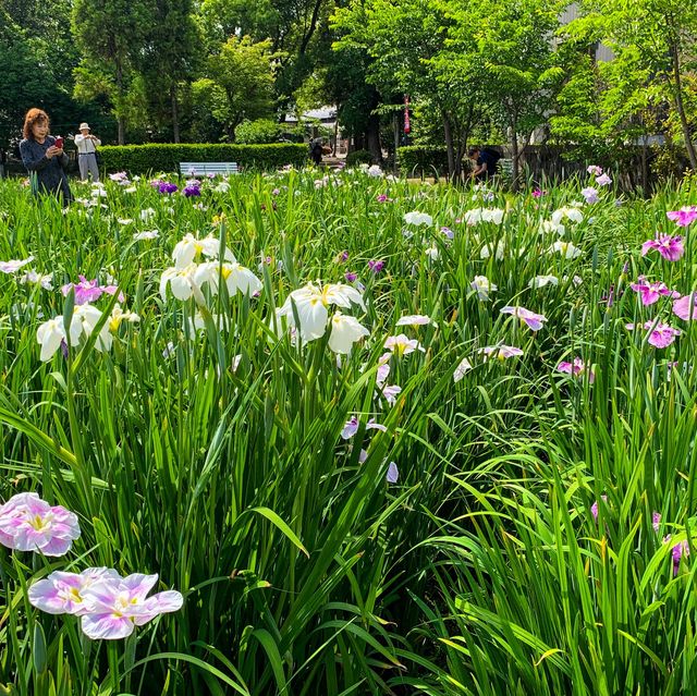เทศกาลดอกไอริส 花じょうぶ祭