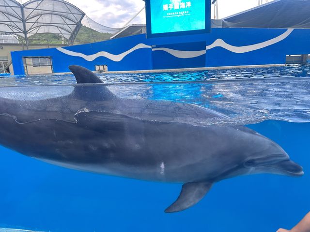 【 2023 花蓮旅遊 】遠雄海洋公園 海豚 海獅 台灣海洋公園