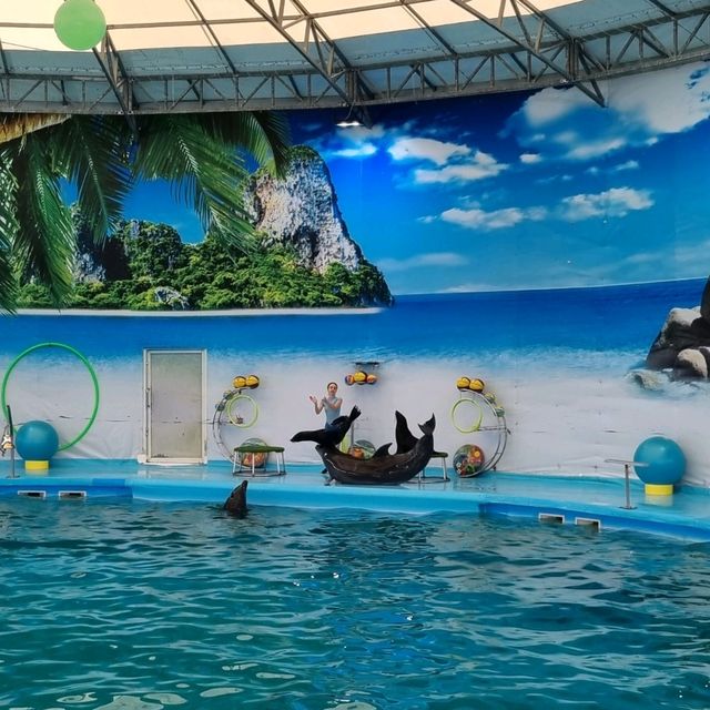 Spectacular Dolphin Show 🐬