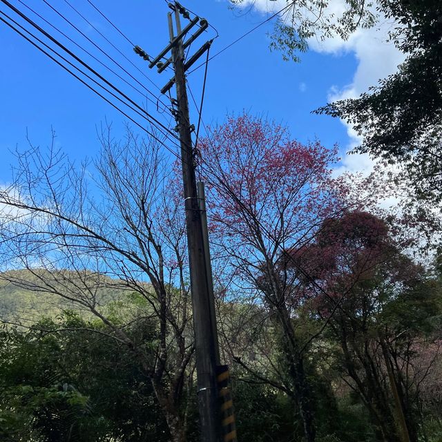五重溪瀑布到福山部落 烏來走春
