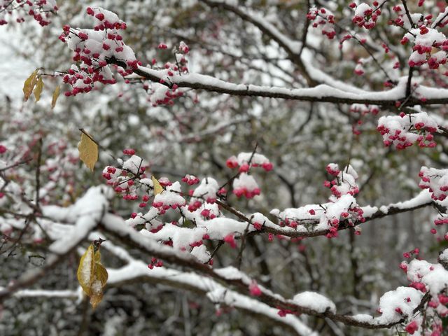 The perfect combination of maple🍁 and snow❄️ in Montreal🇨🇦