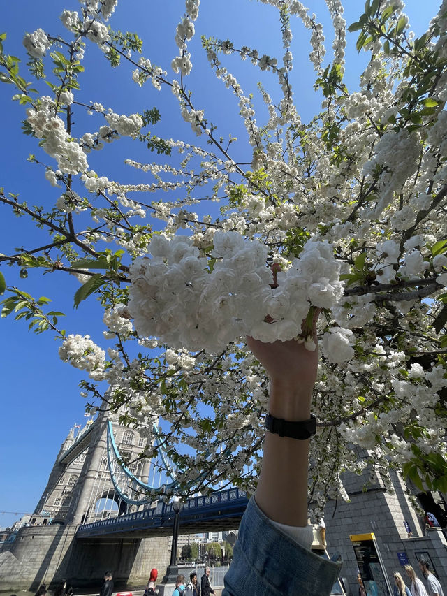 London Eye in Spring 🌸