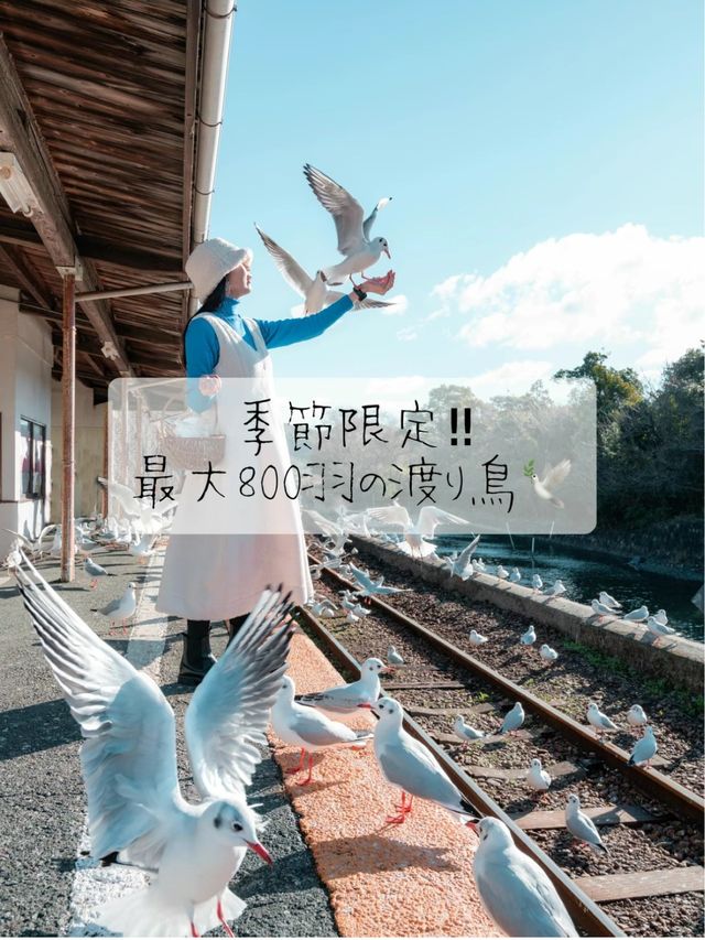 季節限定‼︎今だけ出会える最大800羽の渡り鳥🕊️