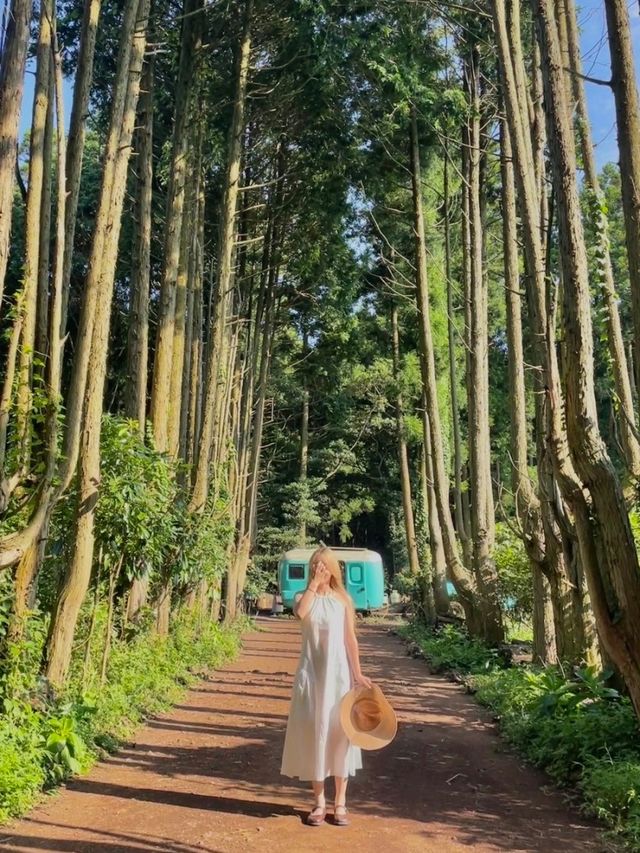 유럽 초원같은 제주도 핫플🕊