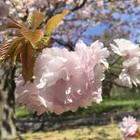 【國營日立海濱公園】藍粉蝶的夢幻山丘📷🦋