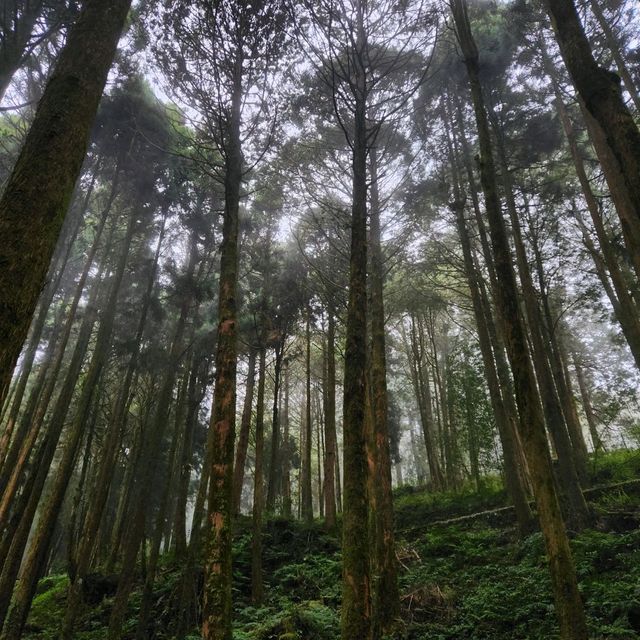 GIANT trees in taiwan atop Alishan Mountain