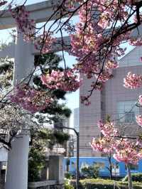 【新宿下落合氷川神社/東京都】歴史深い神社と河津桜