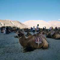 Hunder Sand Dunes w Camel Ride