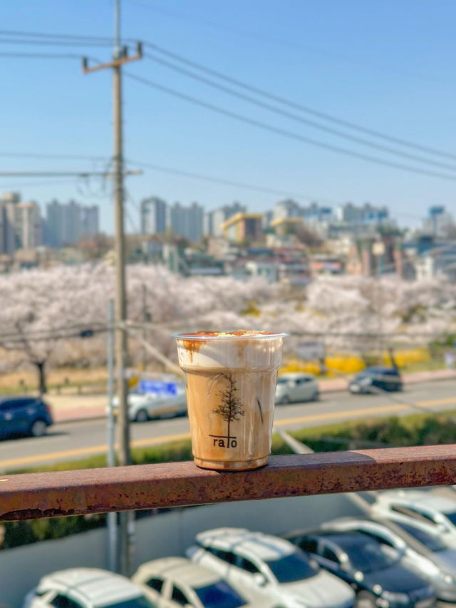 무심천 벚꽃 1열 뷰 맛집, 라토커피🌸💖