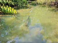 Giant Catfish Farm