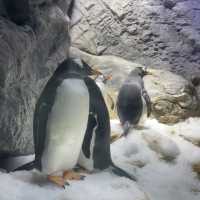 大阪の水族館といえばここ