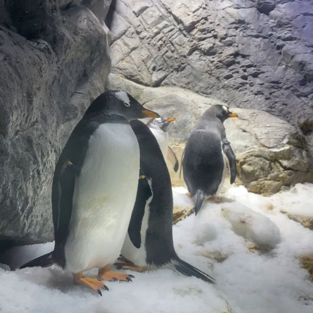 大阪の水族館といえばここ