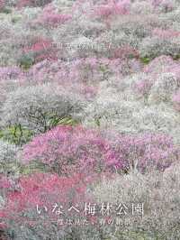  【三重】一度は見たい春の絶景！展望台から見渡せる梅🌸 
