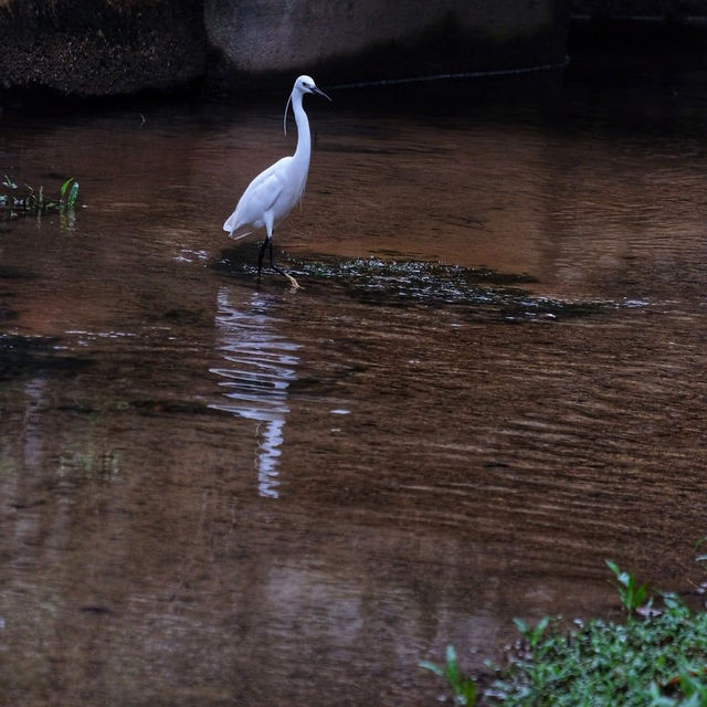 Tranquility at Penang Botanic Gardens 