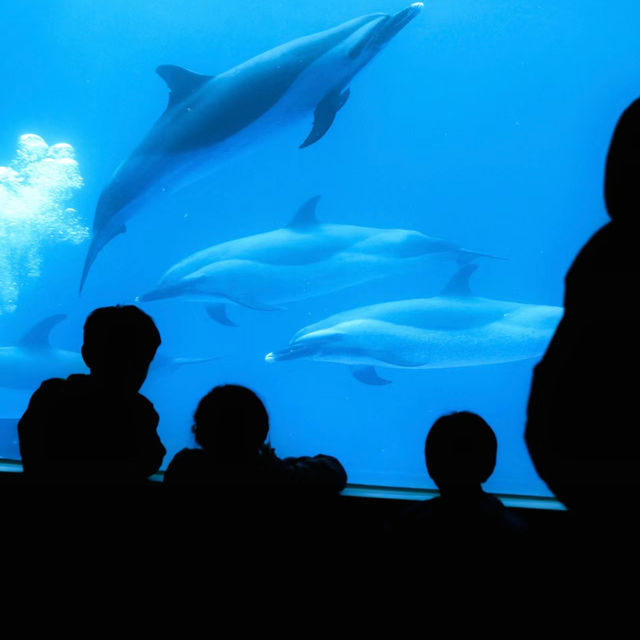 【鳥羽水族館】海底奇景～視覺與味覺的雙重饗宴