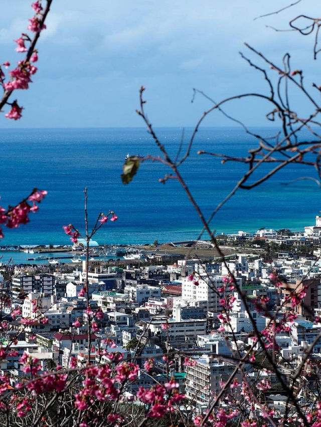 【日本一】沖縄で日本一早い桜を🌸