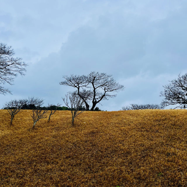 My Solo Jeju Winter Hike and City Trip 