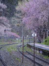【福島・桜】全国でも希少✨日本の風情感じすぎる桜スポット🌸※周辺観光情報付き