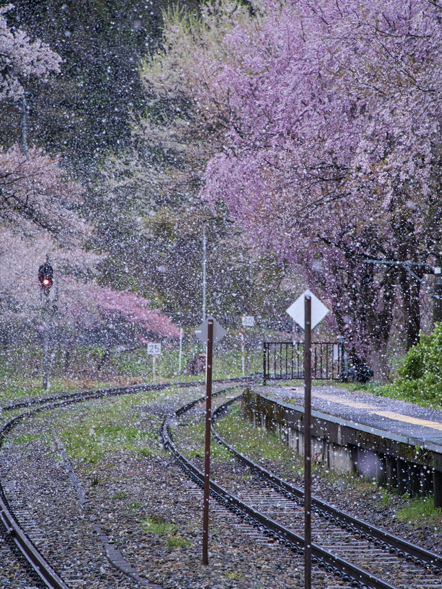 【福島・桜】全国でも希少✨日本の風情感じすぎる桜スポット🌸※周辺観光情報付き