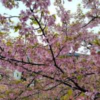 Early cherry-blossom on a rainy-cold day