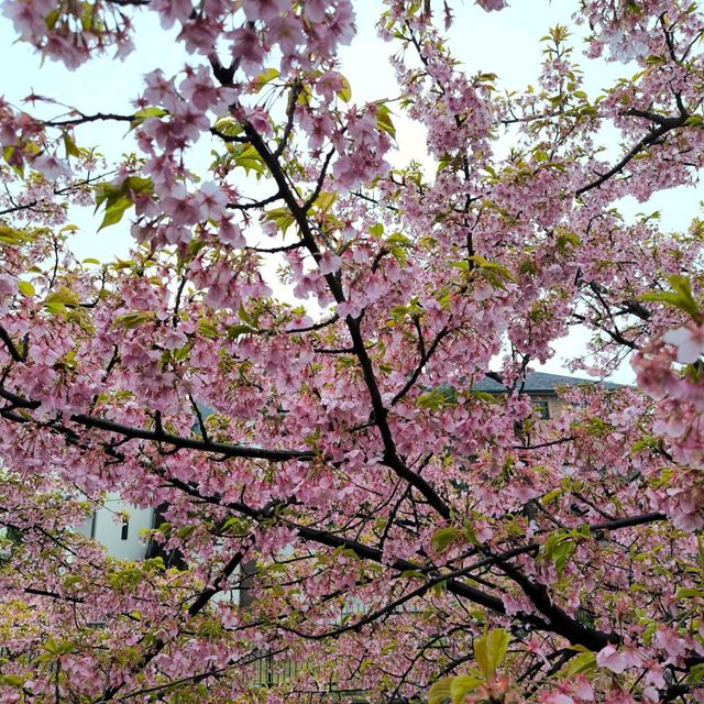 Early cherry-blossom on a rainy-cold day