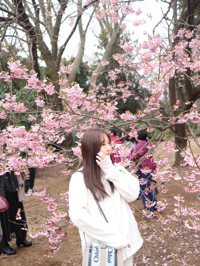 도쿄 벚꽃 = 신주쿠교엔🌸