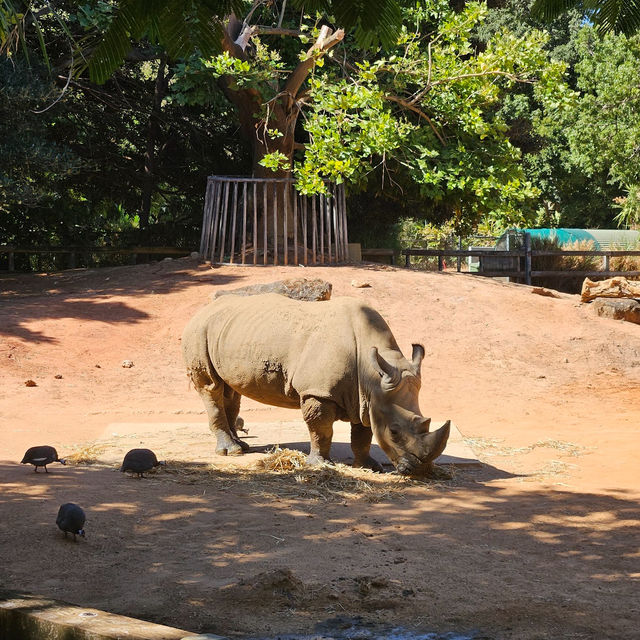 Wild Wonders: A Day at Perth Zoo