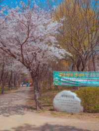 인천공항 근처에서 만나는 벚꽃나무터널“세계평화의숲”