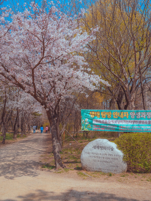 인천공항 근처에서 만나는 벚꽃나무터널“세계평화의숲”