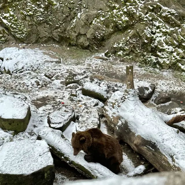 곰이 지키는 체스키크룸로프 성 🐻