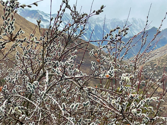 Wild plum blossoms dotting the landscape.