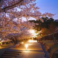 「札幌大通公園～夜櫻景緻」