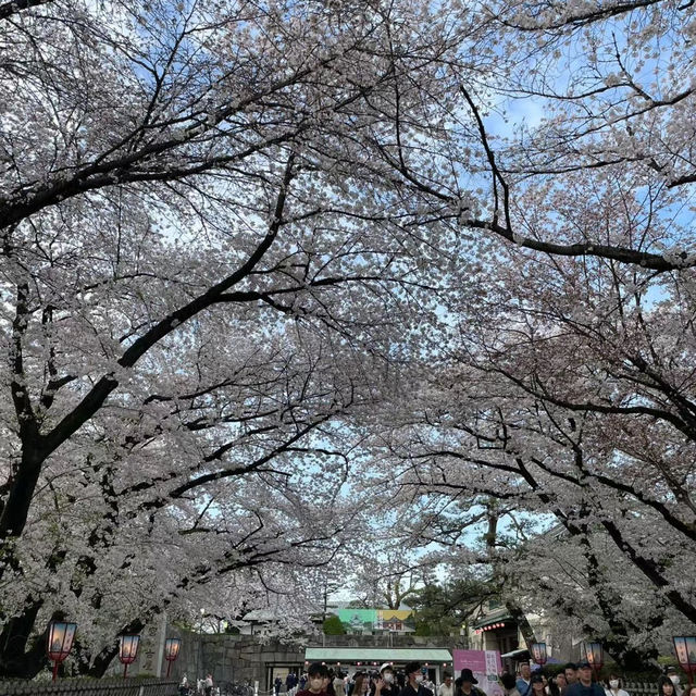 弘前城公園：春天櫻花浪漫景緻