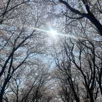오송 호수공원