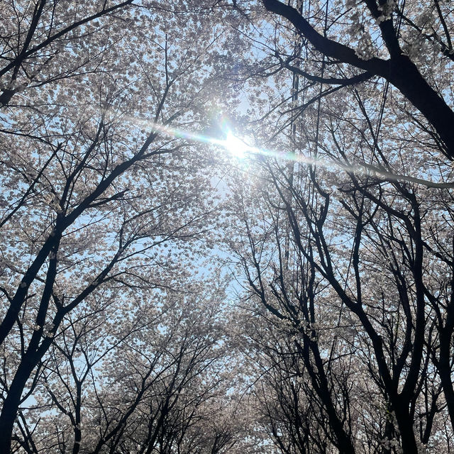 오송 호수공원