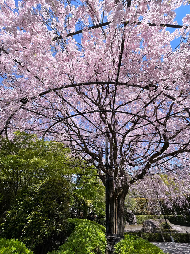 そうだ京都行こう🌸雅な桜を楽しもう🌸退蔵院