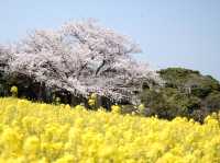 Nokonoshima เกาะดอกไม้แห่งฟุกุโอกะ