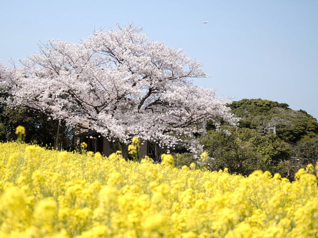 Nokonoshima เกาะดอกไม้แห่งฟุกุโอกะ