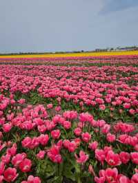 The Tulip Barn