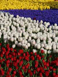 Emirgan Tulip Gardens