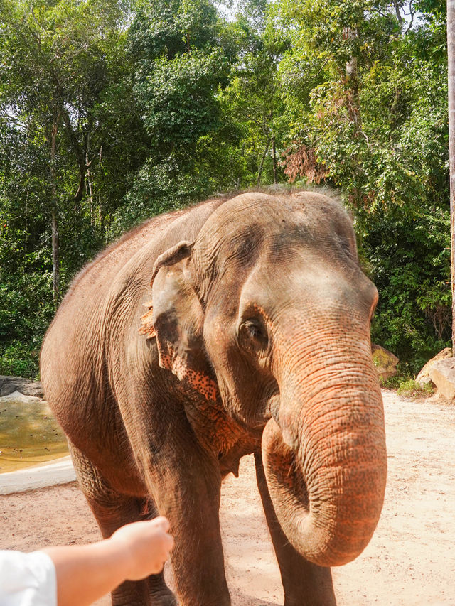 【越南最大野生動物園，近距離接觸動物】 