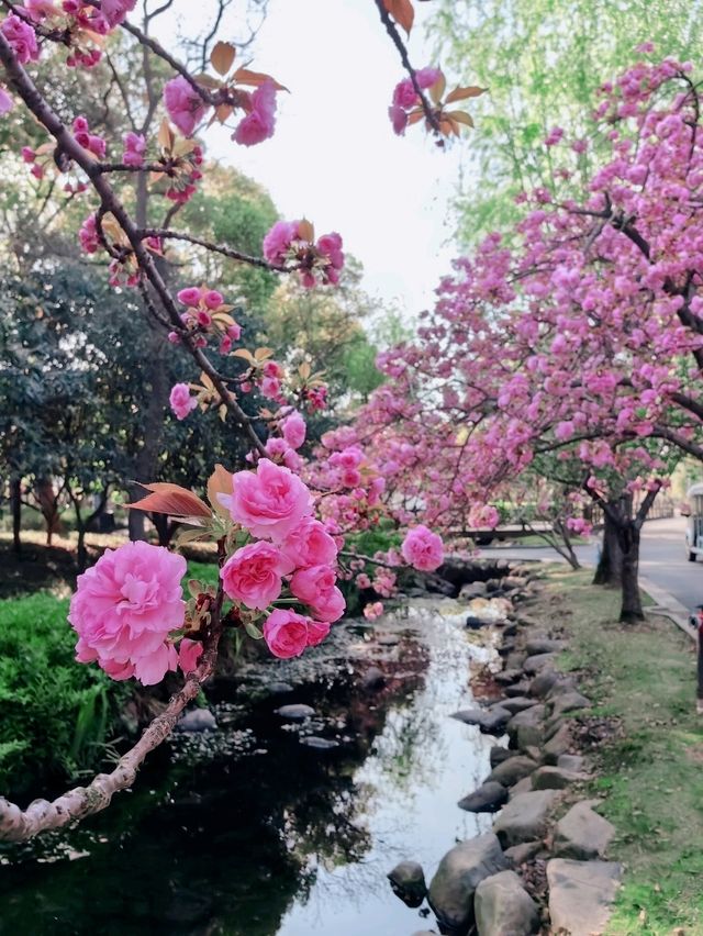 Cherry Blossom in WUXI 